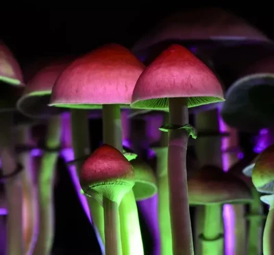 Meditación con psilocibina - Viaje interior introspectivo